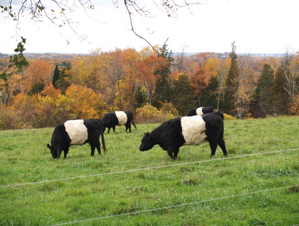 Belted Galloway cows in the pasture 3